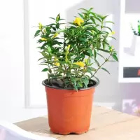 曼杉园(manshanyuan)法国香水 冬季带花苞香水茉莉爬藤植物耐寒花卉40cm高法国香水不含盆 单位:株