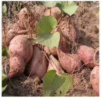 [江苏乡村振兴][财政集采][灌南]灌农 散装手工红薯粉丝(10斤起拍)