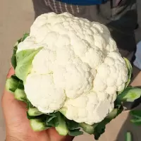 [江苏乡村振兴][财政集采][灌南]灌农 新鲜现摘花菜(10斤装)