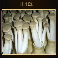 【江苏乡村振兴】【财政集采】【灌南】灌农 杏鲍菇干袋装（500克装）