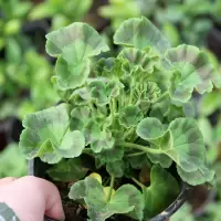 绿植 14cm 直立天竺葵盆栽 花卉植物 塑料盆