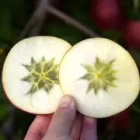 云南昭通丑苹果5斤中果普通箱