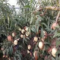 [江苏扶贫][财政集采][泗阳]扶贫基金会 泗阳秋桃 20个/箱(单果6两-7两)×250