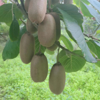 陕西金福绿猕猴桃(24粒/箱)(由于疫情原因,快递时效收到影响,水果全品暂停石家庄地区发货)