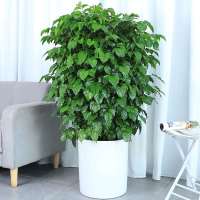 绿植幸福树盆栽大型植物室内客厅办公室吸甲醛净化空气绿植幸福树盆栽