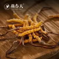燕春天 冬虫夏草4根/克西藏那曲虫草高海拔正品冬虫夏草5克单瓶
