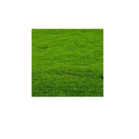 企业定制 草坪草籽四季常青马尼拉护坡绿化高羊茅狗牙根草坪种子黑麦草皮种 单位/一斤