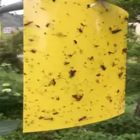 ARTISTS 苍蝇贴强力粘苍蝇板粘蝇纸沾蚊子