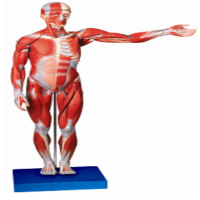 人体全身肌肉解剖模型