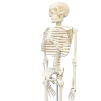 男性全身骨骼附主要动脉和神经分布模型