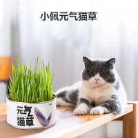 小佩元气猫草种子猫薄荷水培猫零食除毛球化毛盆栽猫咪猫草零食食品