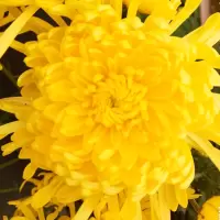 [江苏乡村振兴][财政集采][丰县]苏米丰金丝皇菊(40朵/盒)4份起发