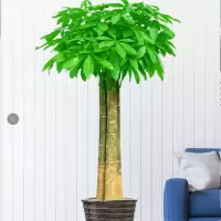 发财树 大型盆栽绿植(两盆装)