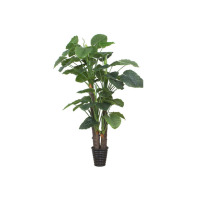 五瓣丁香(WBDX)落 地盆 景(室内 大型 绿植 盆栽)