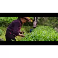 企购优品 武夷山岩茶(未见山茶叶)正岩山场(马头岩肉桂)当家山场高档礼盒
