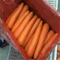 【江苏乡村振兴】【财政集采】【响水】百帮 运西沙土胡萝卜20斤礼盒装