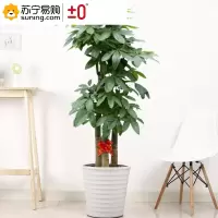 ±0 发财树盆栽 1.6米-1.7米