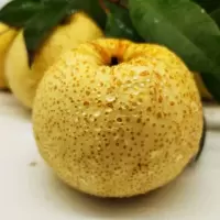 企购优品甜脆多汁梨5斤装