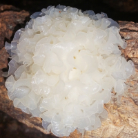 野藤 通江银耳无硫原色大巴山银耳特产干货白木耳一煮即糯耳 200g