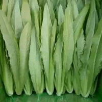 油麦菜 一斤