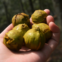 詹氏罐装山核桃仁 120g