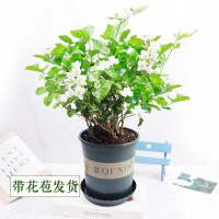茉莉花盆栽老桩树苗室内花卉植物带花苞四季好养开花
