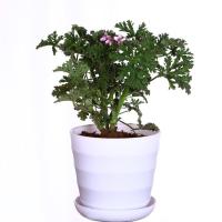 驱蚊草吸甲醛驱蚊绿植花草植物室内净化空气