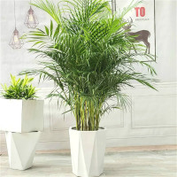 富强园林(FUQIANGYUANLIN) 富贵叶子(单位:件)