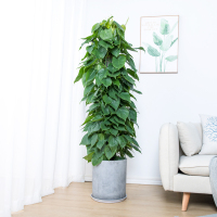 富强园林(FUQIANGYUANLIN) 绿萝柱(单位:盆)