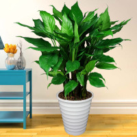 富强园林(FUQIANGYUANLIN) 万年青(单位:盆)