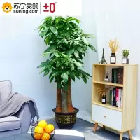 ±0 发财树盆栽 高150cm