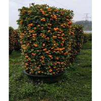 年桔树 四季桔盆栽 约2.4米高*冠幅90cm*盆口径70cm 桔子树盆景(一件装)