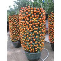 年桔树 金砂桔大果中年桔盆栽 约1.4米高*冠幅60cm*盆口径50cm 桔子树盆景（一件装）