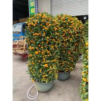 年桔树 小果年桔盆栽 约1.6米高*冠幅90cm*盆口径70cm 桔子树盆景(一件装)