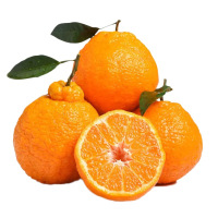 [顺丰直发]四川不知火丑柑5斤装大果 新鲜水果 柑橘 丑八怪