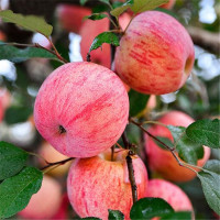 苹果 红富士( 箱)