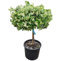 富强园林(FUQIANGYUANLIN) 风莉组合(单位:盆)