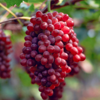 无籽红提礼盒装