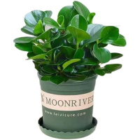 碧玉好养室内客厅办公室好养懒人花卉绿植盆栽