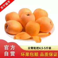 [顺丰直发]福建云霄枇杷4.5-5斤装 果园新鲜水果 甘甜多汁