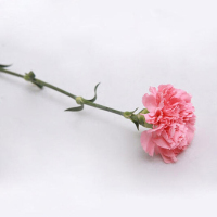 康乃馨鲜花 单只装