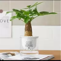 北欧风房间布置发财树