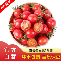 [顺丰直发]新鲜福建漳州露天圣女果 小西红柿 新鲜水果 小番茄4斤装