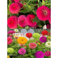 百日草种子大花重瓣
