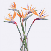 企购优品 鲜花插花花材