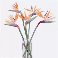 企购优品 鲜花插花花材