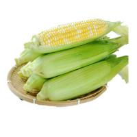 [鲜贝达]东北黄糯玉米10根[单根约160-210g]真空袋 香甜可口