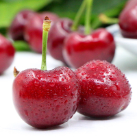 PAGODA 大连美早樱桃（JJJJ）2斤装 单果径32mm以上