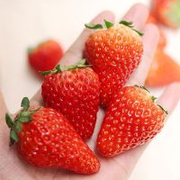 新鲜水果 3斤红颜奶油草莓礼盒