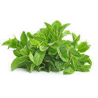 新鲜薄荷叶 莫吉托Mojito调酒食用薄荷叶蔬菜留兰香2斤装